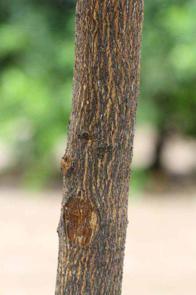            Bark (Riverside, CA)   